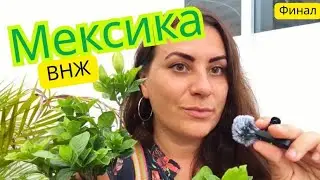 Я летела жить в Колумбию, но из-за собаки получила ВНЖ… Мексики