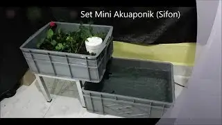 Mini Akuaponik Sifon