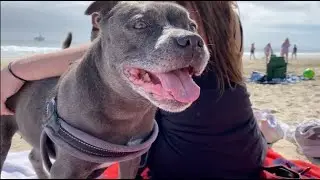 My Dog Bella's Awesome Beach Day at the HB Dog Beach