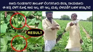 ಊರು ಗುಂಡಸಾಗರ ತಾಲೂಕ್ ಲಿಂಗಸಗೂರು ಜಿಲ್ಲಾ ರಾಯಚೂರು ಈ #ಹತ್ತಿ ಬೆಳೆಗೆ ಸೊಳ್ಳೆ ಕಾಟ ಇಲ್ಲ ಜಿಗಿಇಲ್ಲ ಮತ್ತು ಬೆಳವಣಿಗೆ