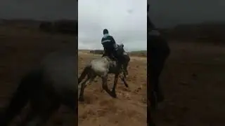 Құнан үйрету, буырылы айғырдың баласы