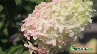 🌼🌼🌼 Гортензия 