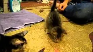 Кот и лазерная указка   кто кого Ржач