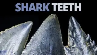 Super close-up SHARK TEETH 🦈(Macro Photography)