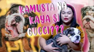 ENGLISH BULLDOG WHAT IS BLACK TRI MERLE AND GUCCI THE IMPORT UPDATE | Titser Janna