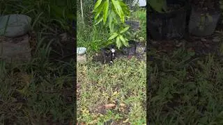 Eu acho Que vi um gatinho #gatinhos #gatos #gato #felinos