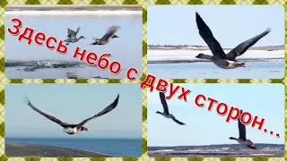 Полет с птицами. Гуси, орел и утки снятые с квадрокоптера.