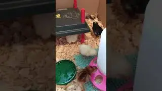 days old baby chicks | 1 subscriber special