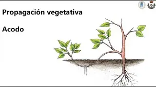 Tema 3. Multiplicación. Propagación vegetativa, acodo.