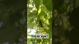 Зеленый жук! Степногорск.