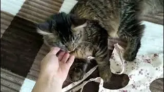 Новое платье для Марыси. Завтра важный день.