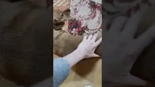 я люблю собак