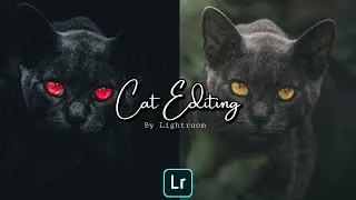 PET PHOTOGRAPHY EDITING PRESET USING LIGHTROOM (ANIMAL LIKE CAT....!)  🐈THE MOODY TONE