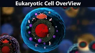 Eukaryotic Cell Brief View | Structure And Function (Urdu/Hindi)