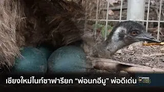 ชมฟรี! ไนท์ซาฟารียก “นกอีมู” พ่อดีเด่นแห่งปี | ตามข่าวเที่ยง | 5 ธ.ค. 61