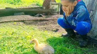 РУКА НЕ ПОДНЯЛАСЬ...