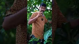 ක්‍රෝටන් වල මේ ගුණ ගැන දැනගෙන හිටියද?