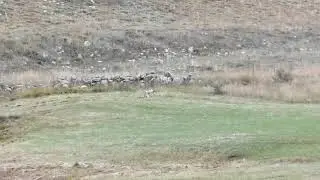 TİLKİNİN AVLANMASI - KENDİ ÇEKİMİM. 😂