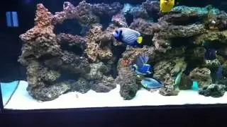 My New Salt Water Aquarium 2