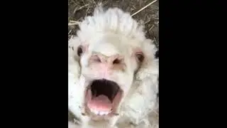Screaming Sheep BAAHHHH Meme Template