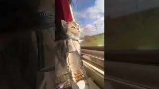 Поездка Фиделя на поезде и машине! #cats