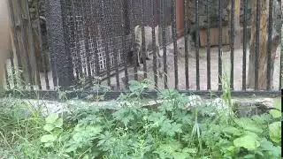 заебало сидеть в этом тюрьме ёбанном(Пародия)