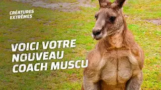 Musclés comme jamais les kangourous