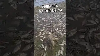 РЫБАЛКА 2024! КАРАСЯ ВАЛОМ!