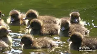 Crested ducks ducklings swim in the pond for the first time.