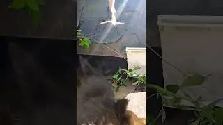 Нашла бездомных котят #котята #бездомныеживотные