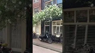 12 месяцев в Нидерландах 