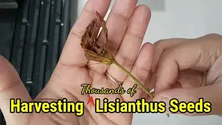 Harvesting LISIANTHUS seeds! | Seed saving 🌱