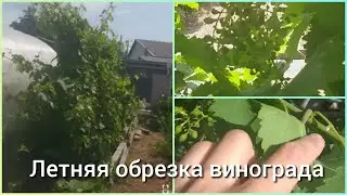 Летняя обрезка винограда 🍇🍇🍇