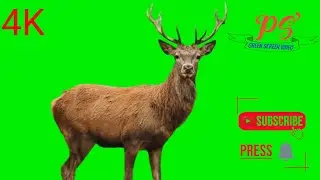 Dear Green Screen Video  ! Animal Green Screen Video, 