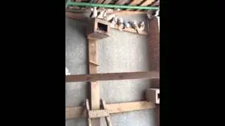 Армянские бокатые 