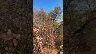 Сороки