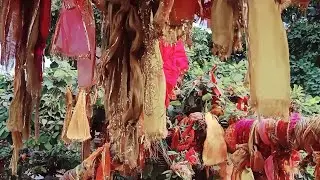 5000 વર્ષ પુરા ના કદમ આના ઉપરથી  કૃષ્ણ ભગવાને સલાન્ગ મારી હતી અને કાલીયા નાગને નાથ્યો હતો