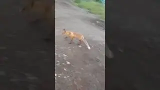 любопытная лиса