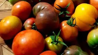 🍅Самые ,самые.😍.Высокорослые томаты для теплиц и открытого грунта .Мой выбор на сезон 2023г.💥