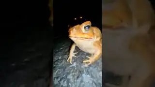 со мной воюет сатана #лягуха #сатана #подкрадули