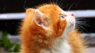 Брошенный котёнок