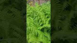 Выбор между сорняком и статью . Страусники