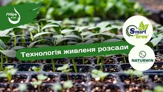 Технологія живлення розсади