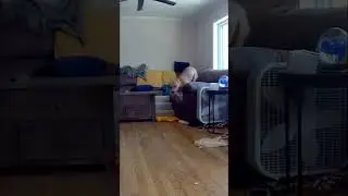 Dogs Traction control malfunction #dog #funny #cutepuppy