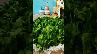 Baarish ki palak ko dhoke Banya fresh ekdum😄🥬2 april 