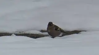 Зяблики и снег