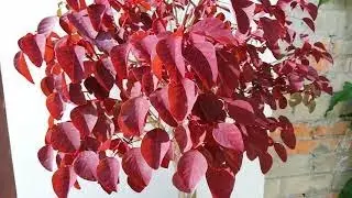 @árbol 