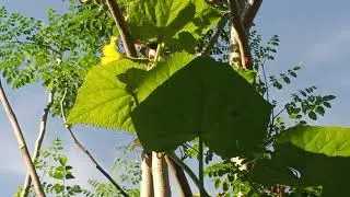 bee sa pipino😊