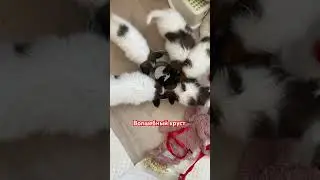 Папийоны дети ужин😍