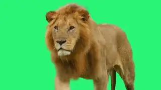 Green Screen Lion walking